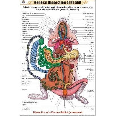 Rabbit Charts, Zoology, School Education Rabbit Charts, Zoology, School Education
